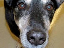 سگی که سرطان تیروئید را تشخیص می‌دهد